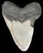 Large, Megalodon Tooth - North Carolina #47863-2